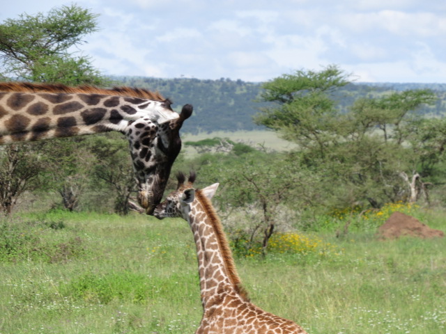 Mama and baby giraffe nuzzle