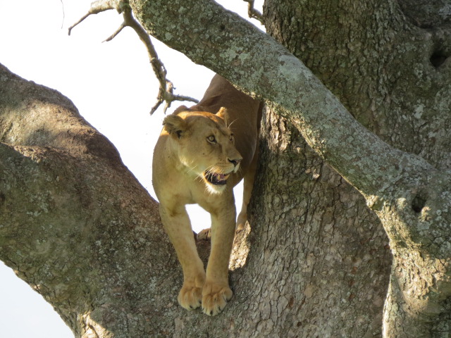Tree climbing lions!