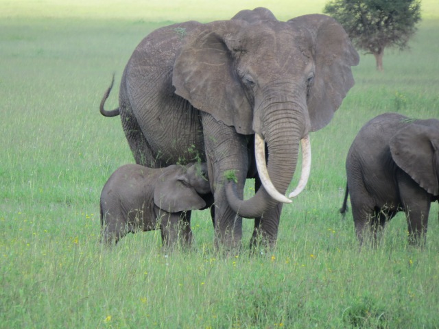 A baby elephant nursing 