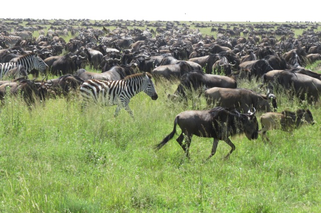 WIldebeest and Zebra all bunched up 